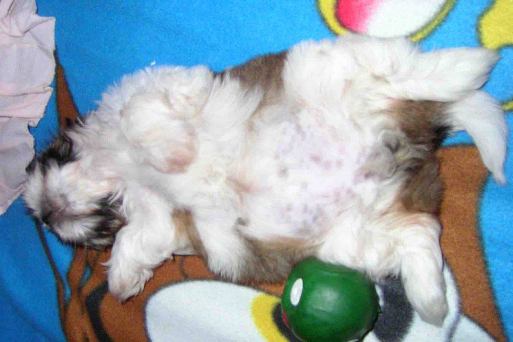 8 ปีแล้วสินะ ที่เราอยู่ด้วยกันมา "น้องแตงกวา"