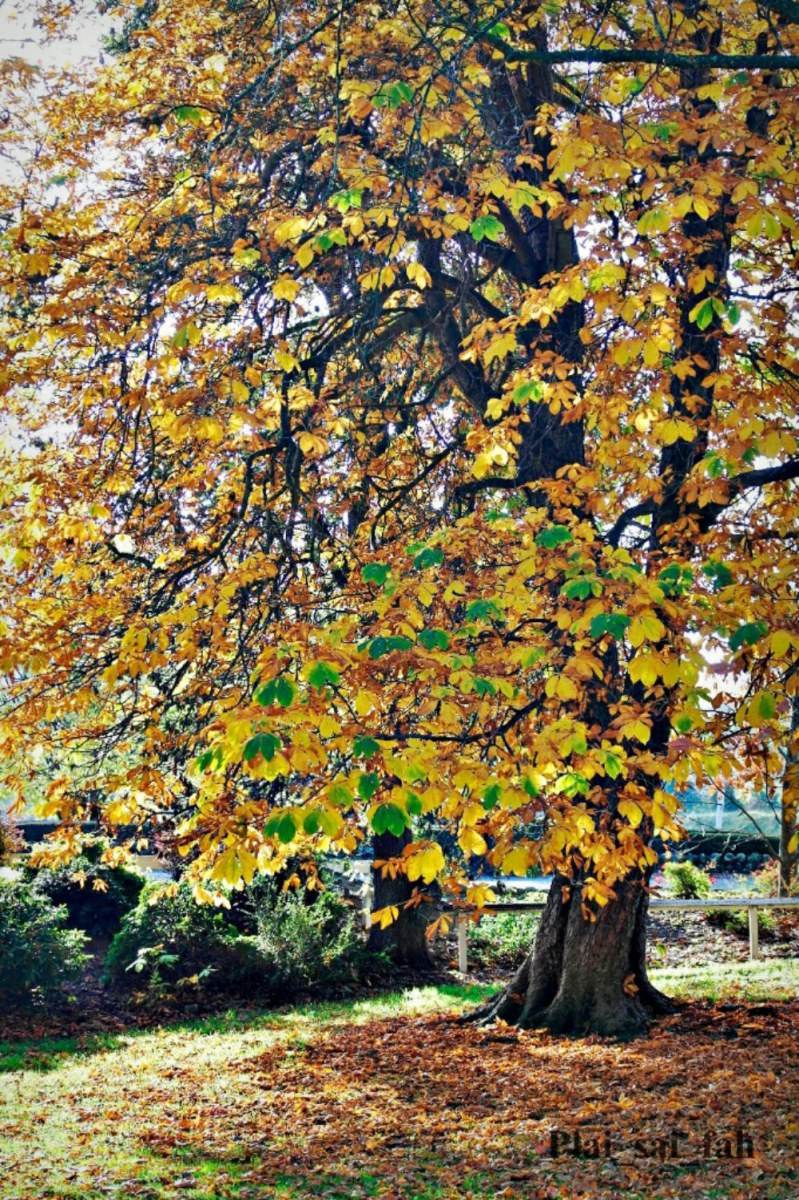 Autumn in my heart .....