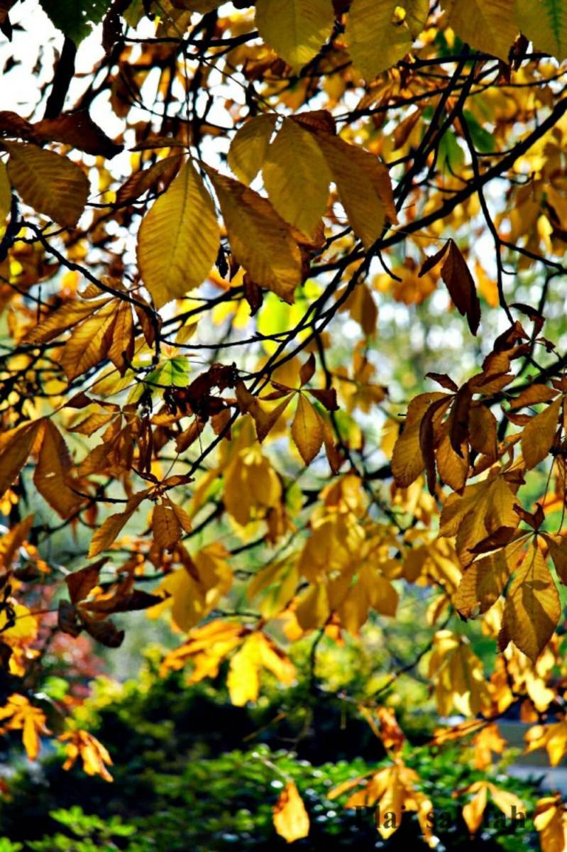 Autumn in my heart .....
