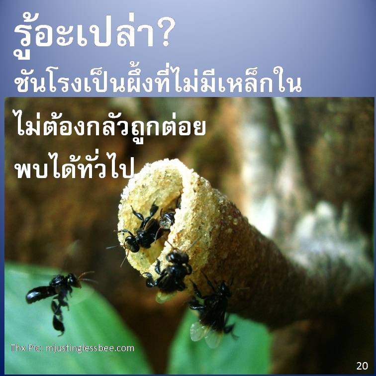 รู้อะเปล่า? V2