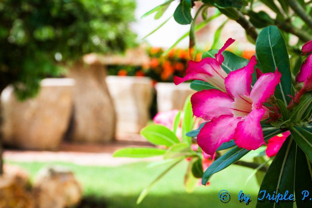 รูปสวยๆ