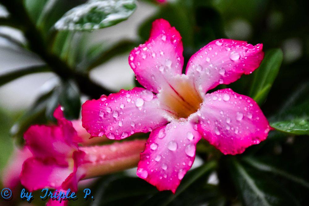 รูปสวยๆ