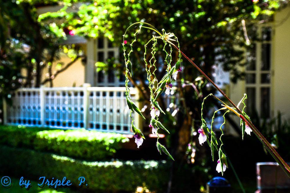 รูปสวยๆ
