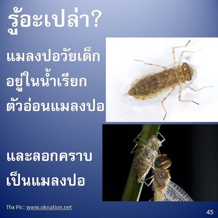รู้อะเปล่า? ภาค 4