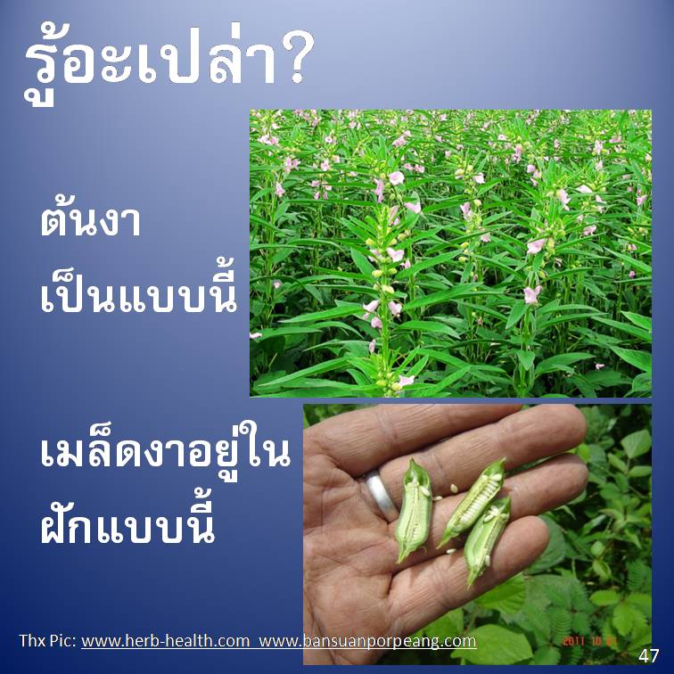 รู้อะเปล่า? ภาค 4
