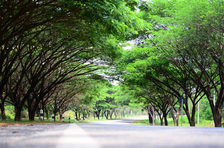 มหาวิทยาลัยเทคโนโลยีสุรนารี
