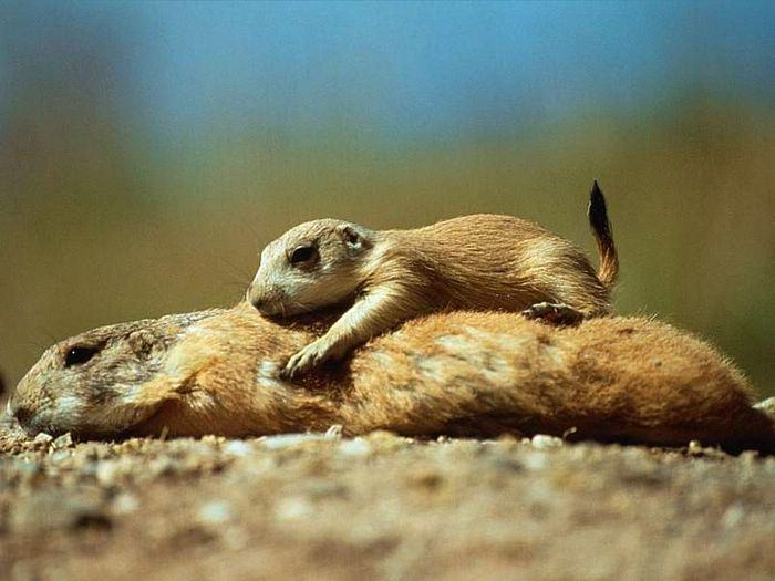 ♫♠♪ Warms ♪♠♫