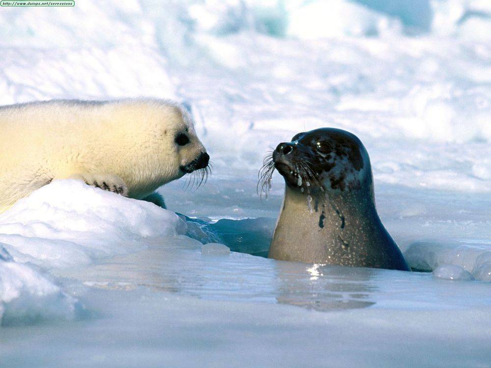 ♫♠♪ Warms ♪♠♫