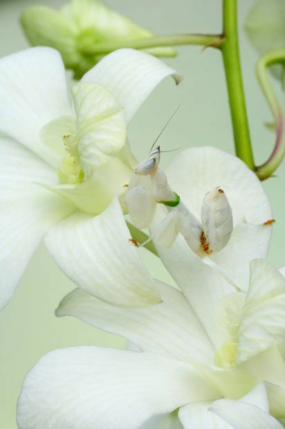 ลีลาการพรางตัว