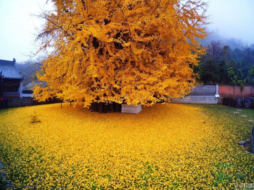 ชอบสีเหลือง