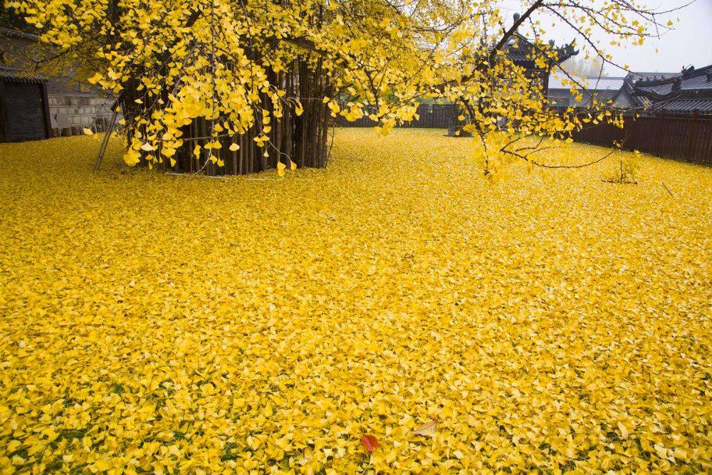 ชอบสีเหลือง