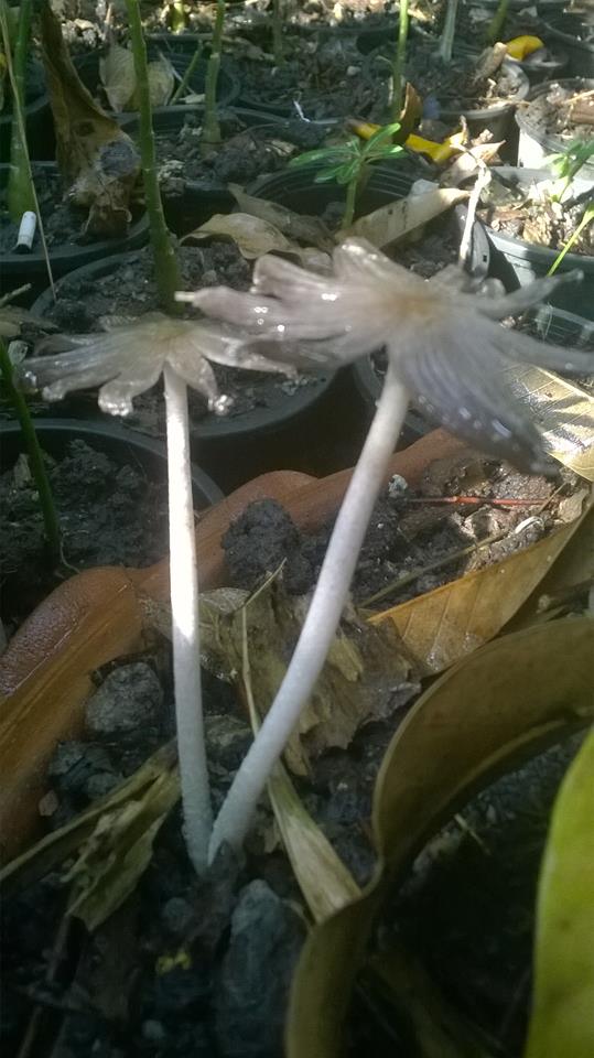 ดอกเห็ด