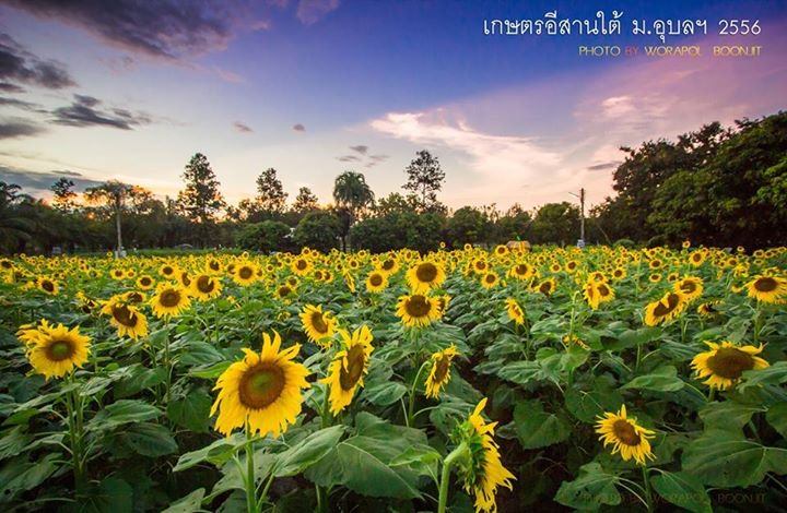 สวนทานตะวันกลาง ม.อุบลครับ เปิดให้เข้าชมเฉพาะตอนมีงานเกษตรอีสานใต้ เป็นเขตพื้นที่ดูแลของคณะเกษตรศาสตร์ครับ