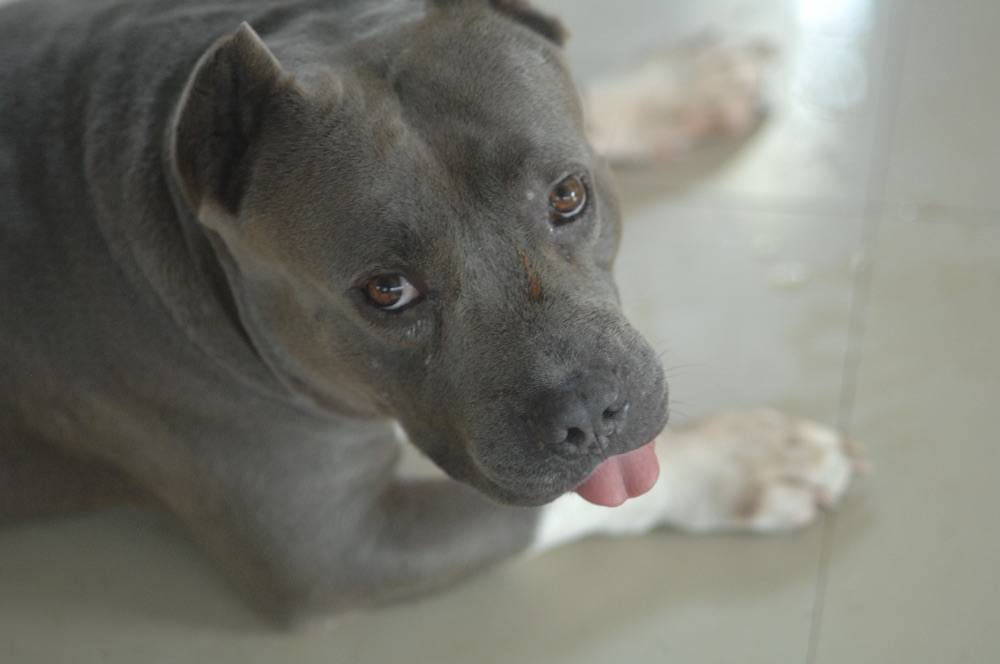 Lovely Dog