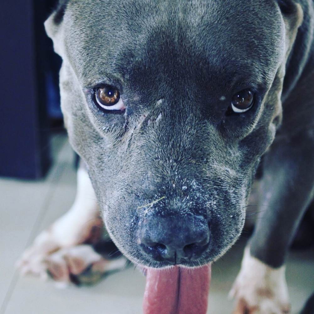 Lovely Dog