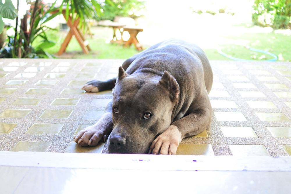 Lovely Dog