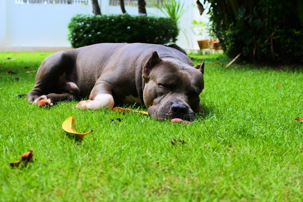 Lovely Dog