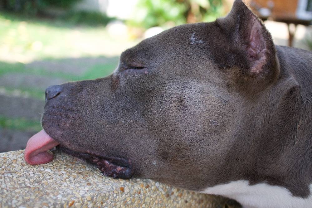 Lovely Dog