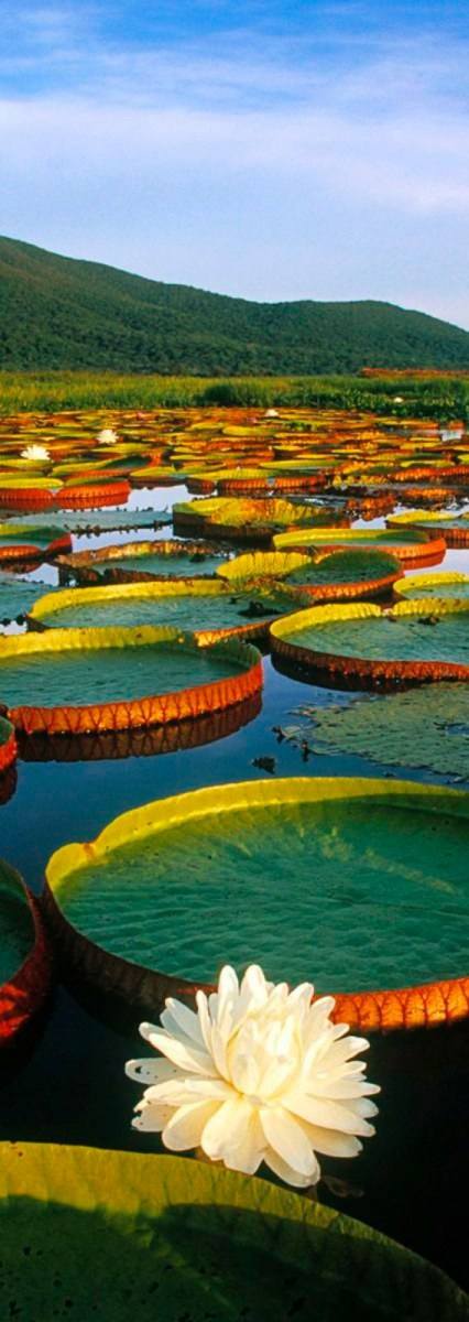 บราซิลสวรรค์อเมริกาใต้