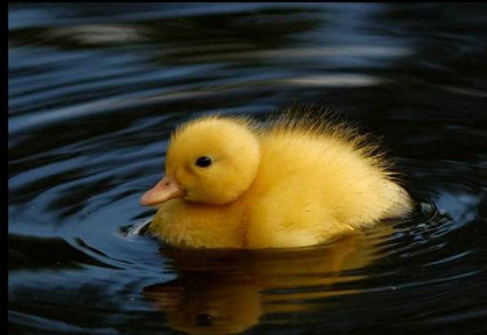 "ลูกเป็ดขี้เหร่" ที่แสนน่ารัก