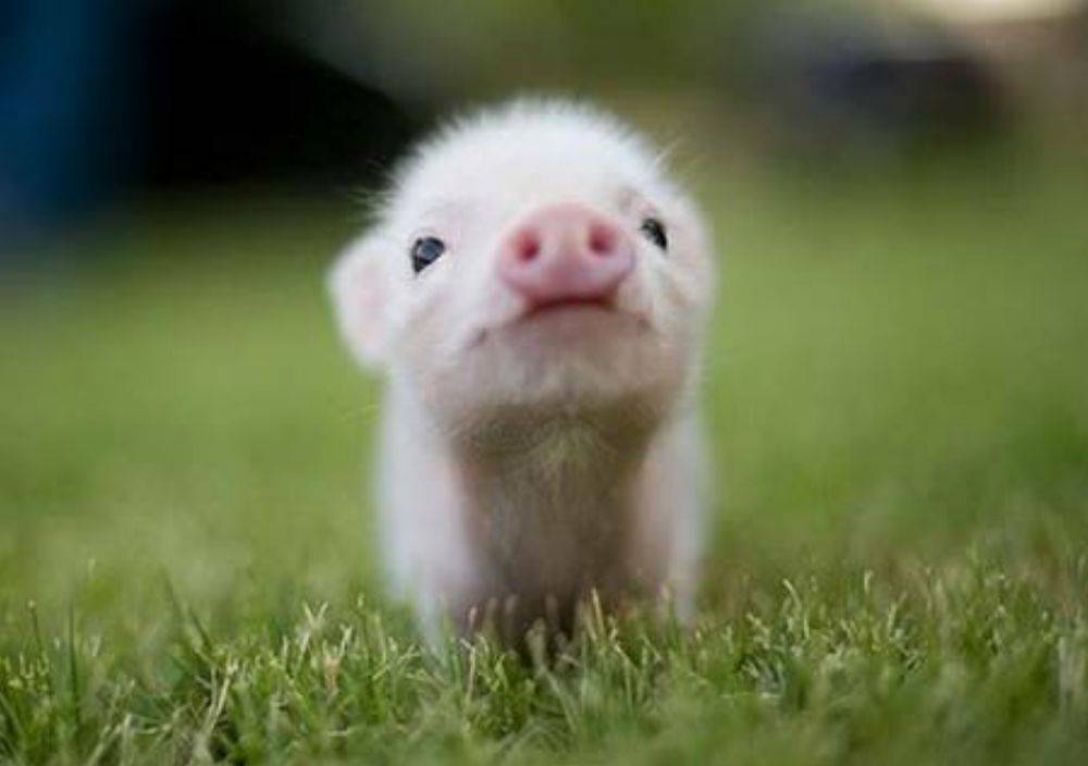 หมูอ้วน.....น่ารักอะ