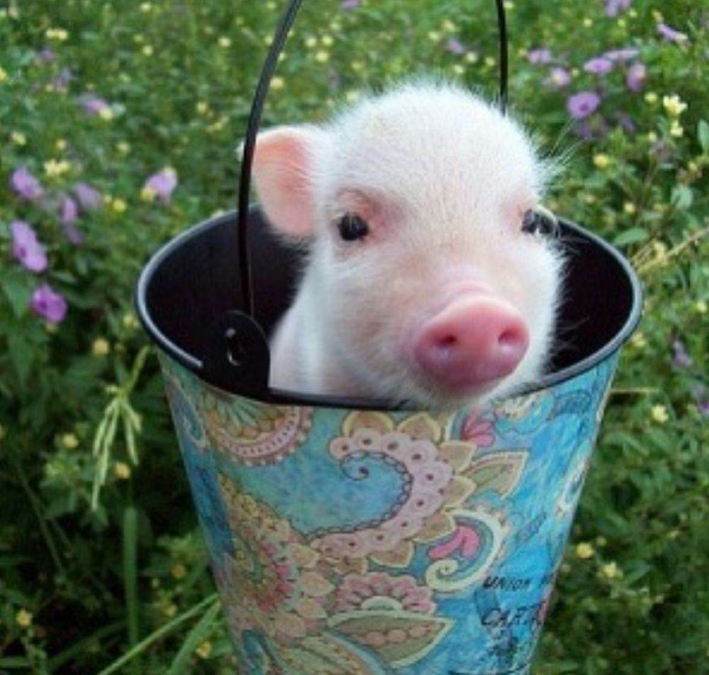 หมูอ้วน.....น่ารักอะ