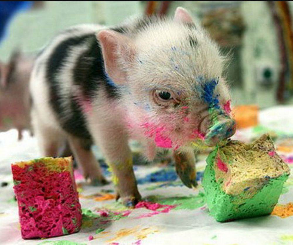 หมูอ้วน.....น่ารักอะ