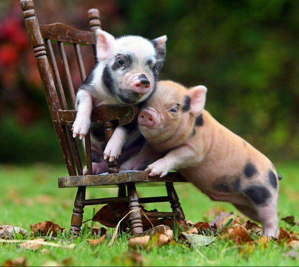 หมูอ้วน.....น่ารักอะ