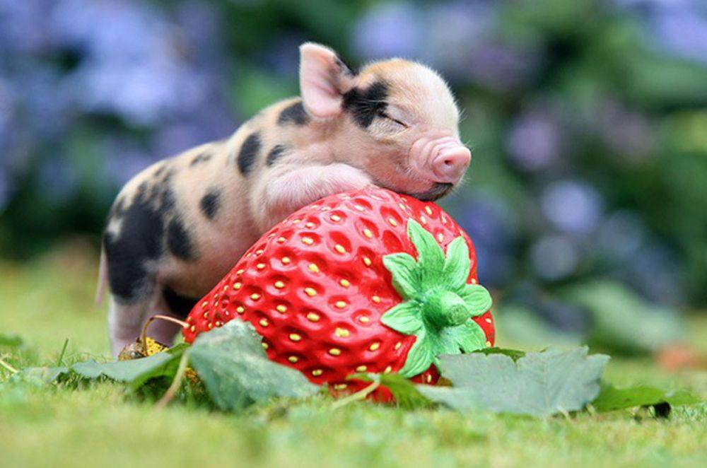 หมูอ้วน.....น่ารักอะ