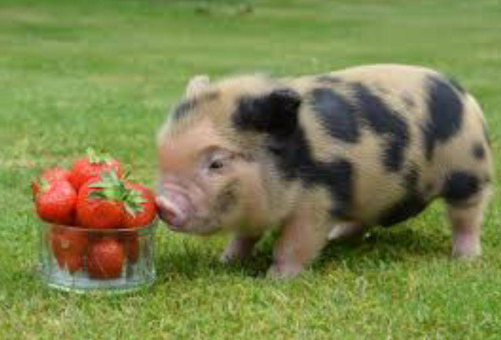 หมูอ้วน.....น่ารักอะ
