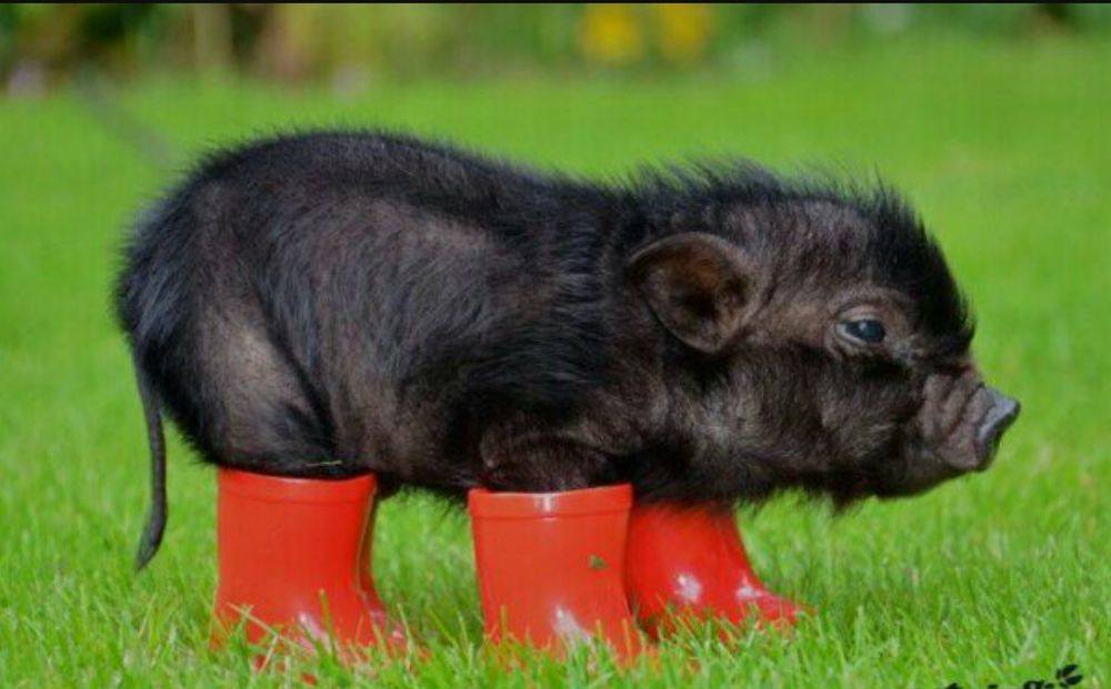 หมูอ้วน.....น่ารักอะ