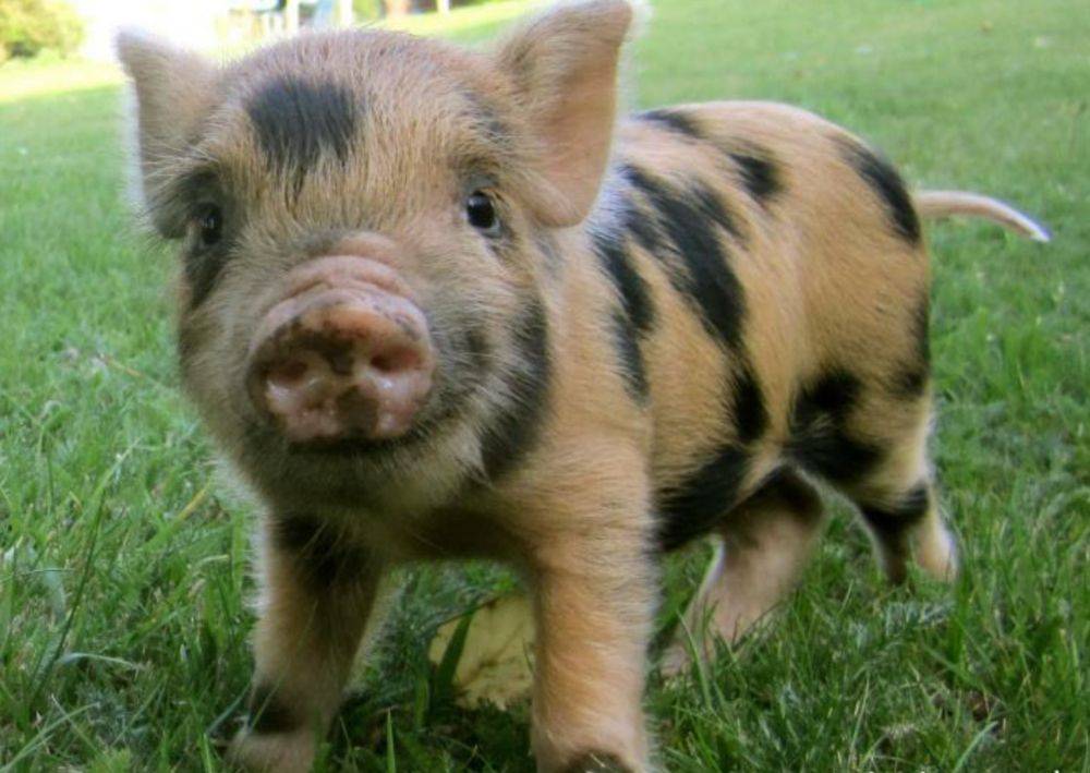 หมูอ้วน.....น่ารักอะ