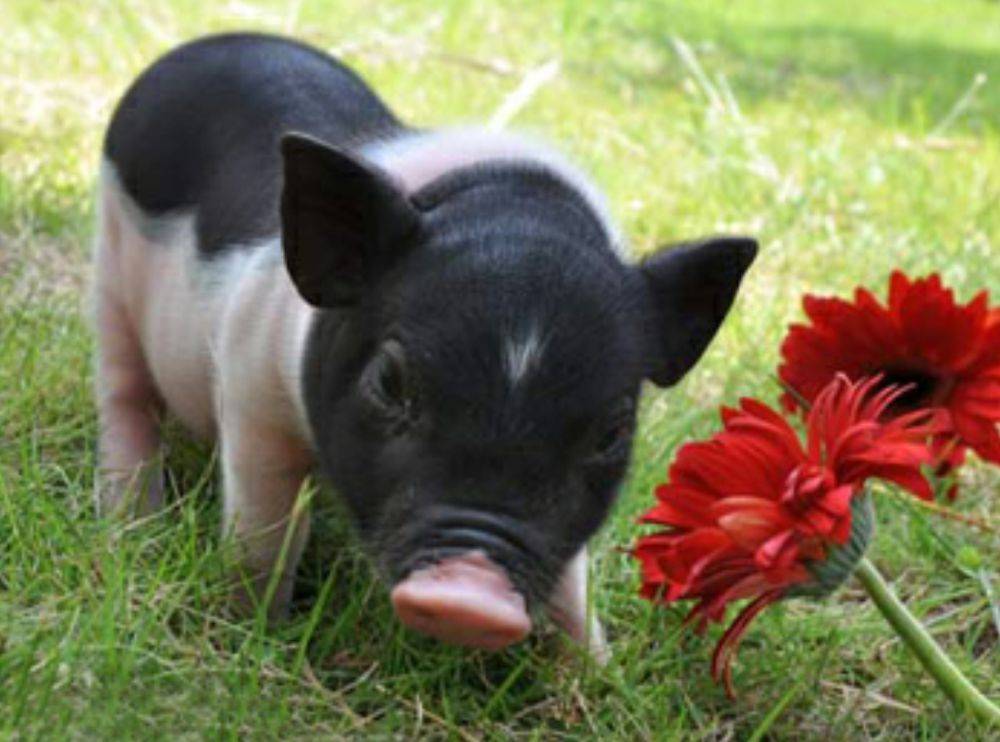 หมูอ้วน.....น่ารักอะ