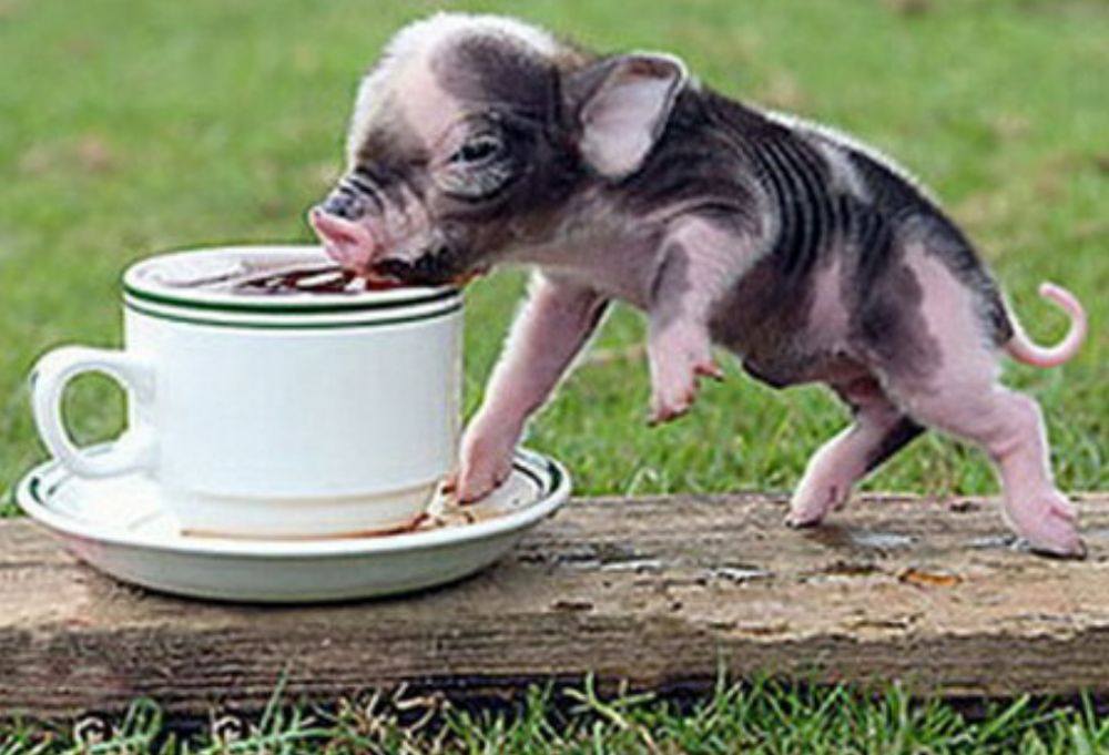 หมูอ้วน.....น่ารักอะ