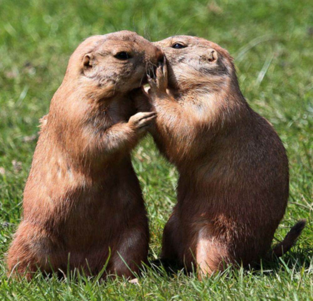 love story