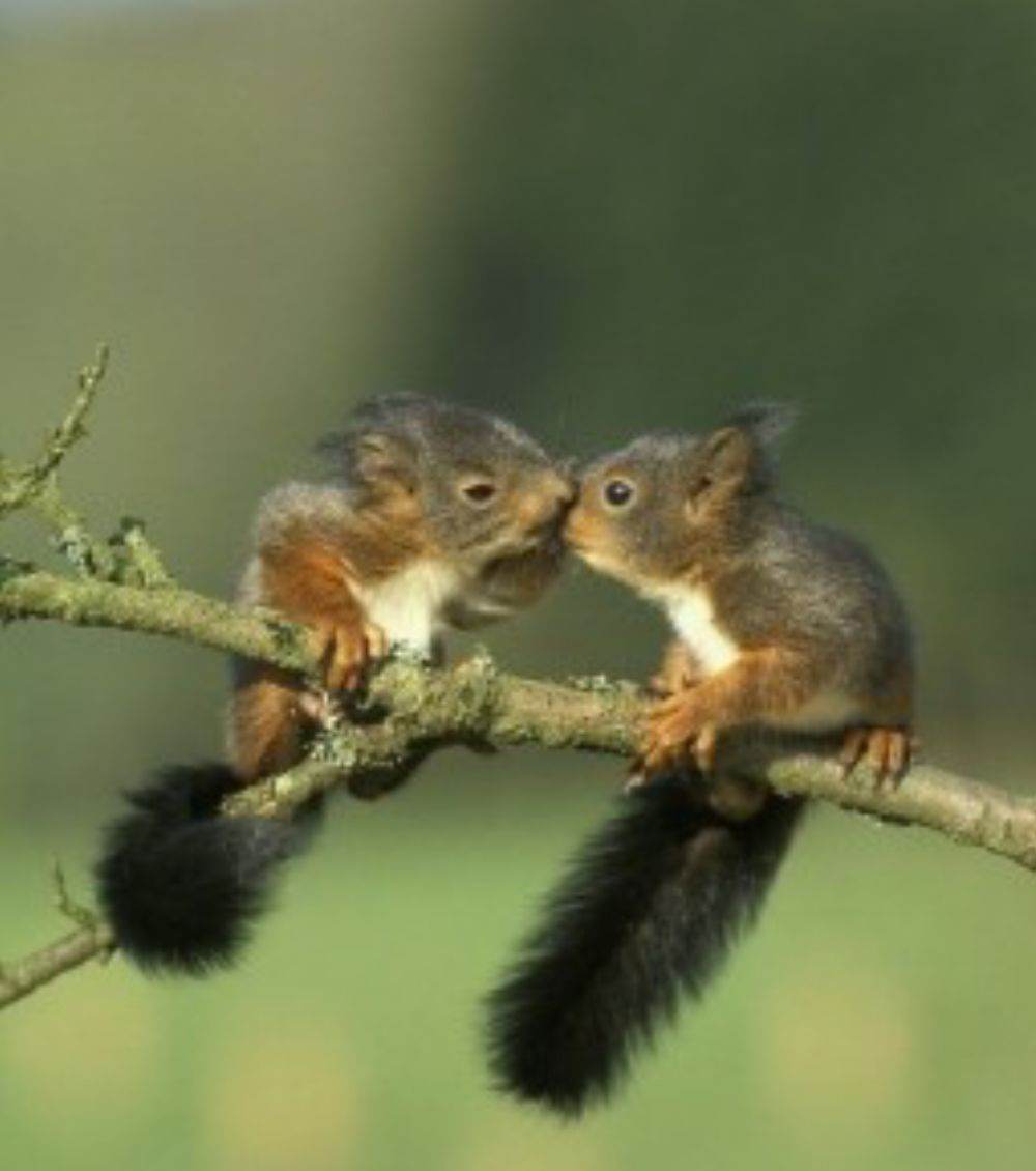 love story