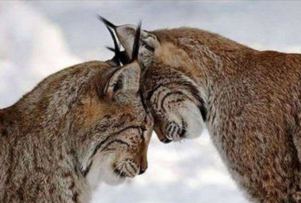 love story