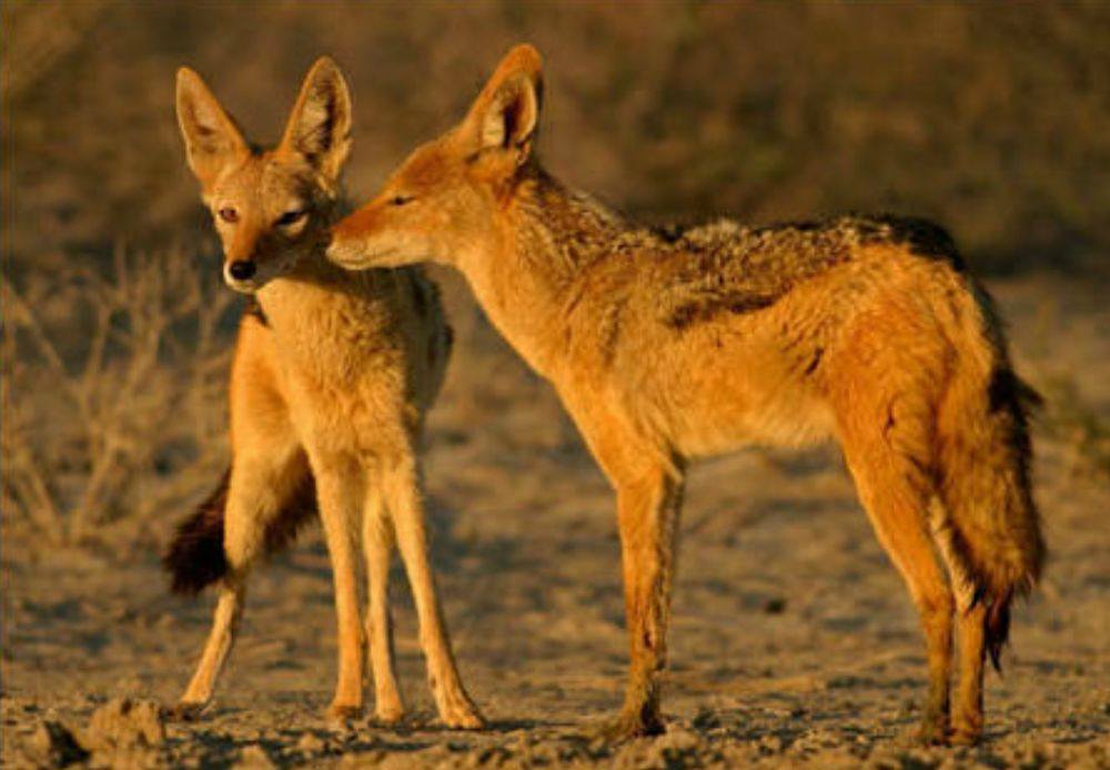 love story