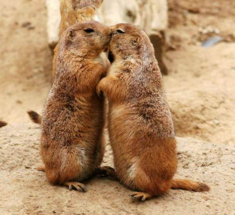 love story
