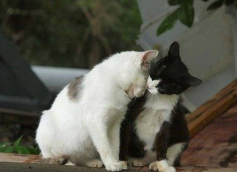 love story