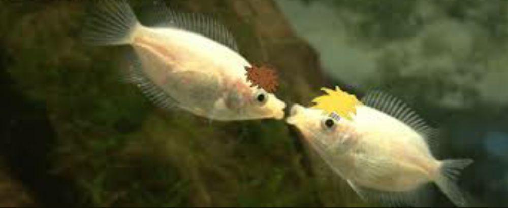 love story