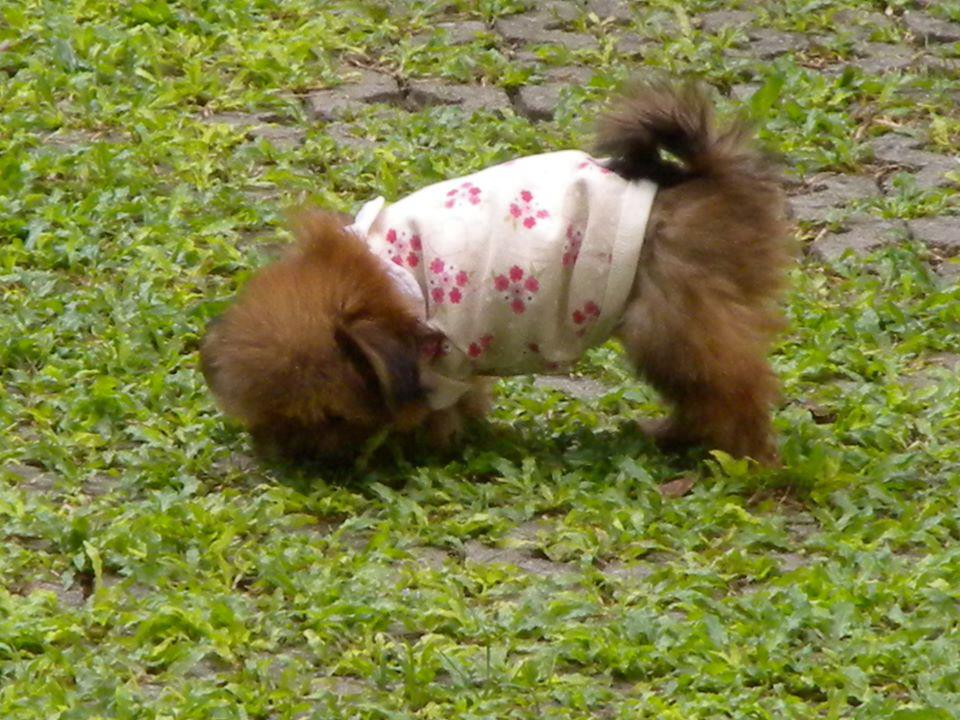 เพนควิน