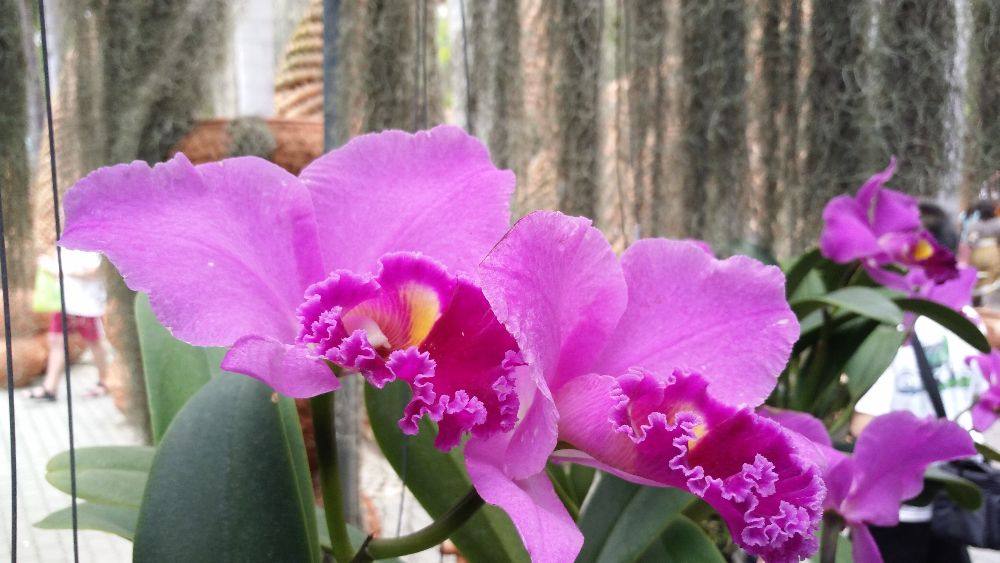 ดอกไม้สวย