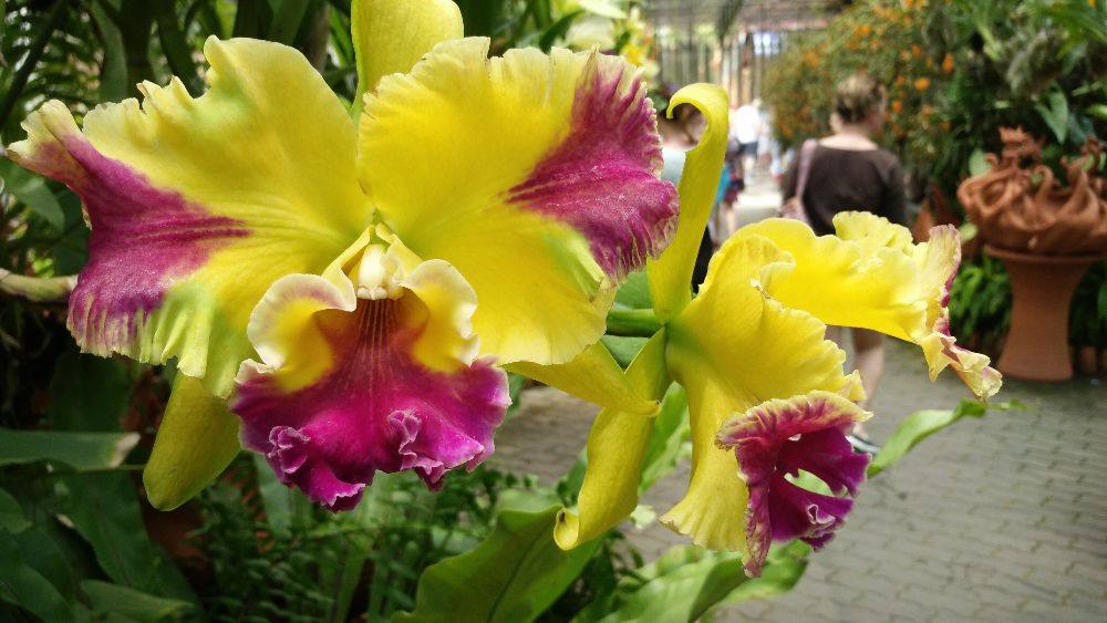 ดอกไม้สวย