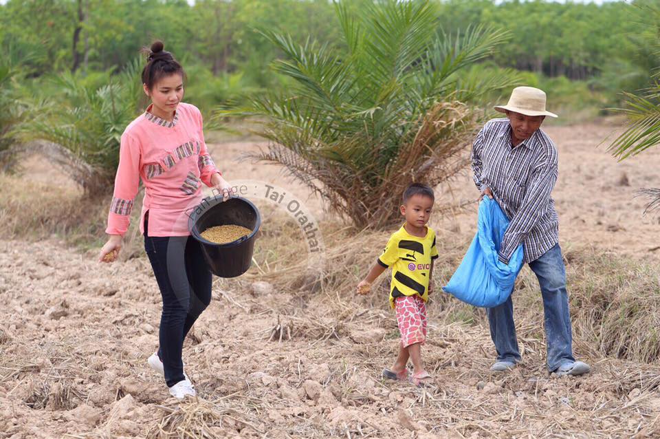 ภาพน่ารักๆ "ต่าย อรทัย" กลับบ้านนา ช่วยคุณพ่อปลูกข้าวในวันพืชมงคล