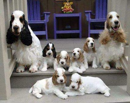 รวมภาพสัตว์