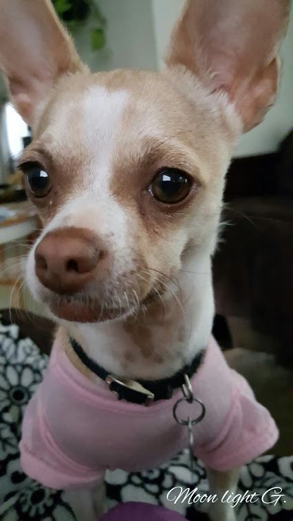 dog