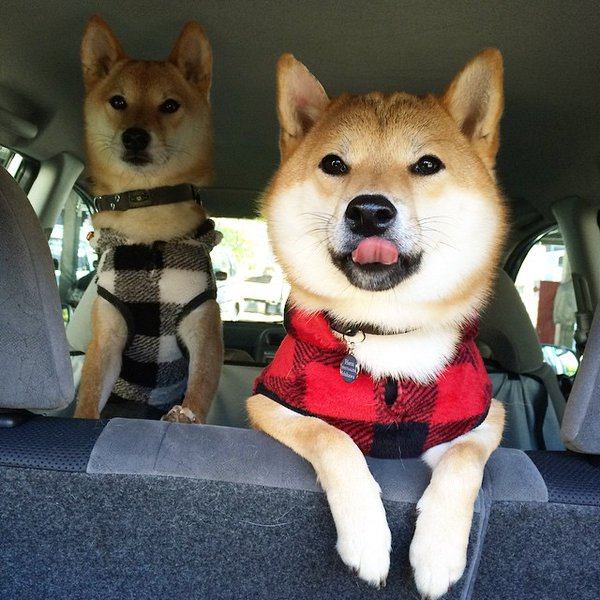 dog