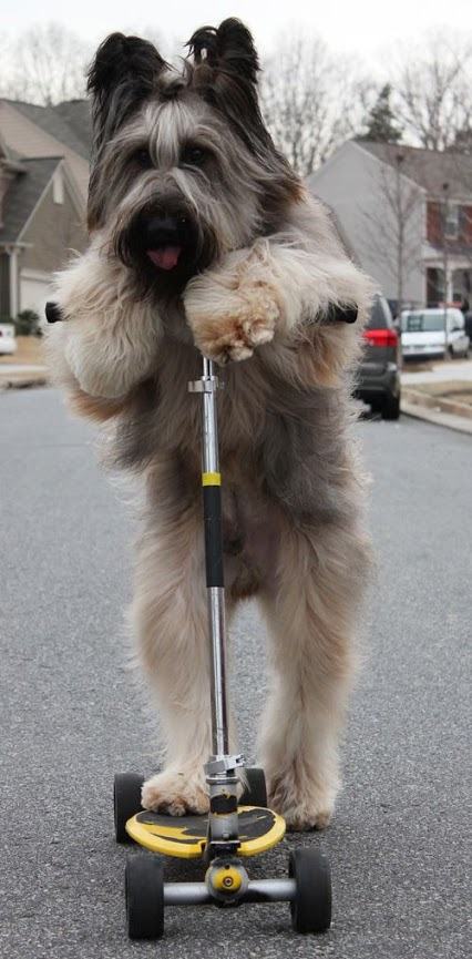 dog