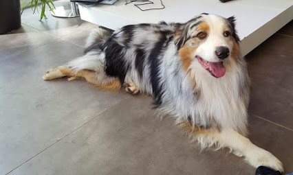 dog